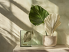 Preserved Plants Through the Lens of Feng Shui