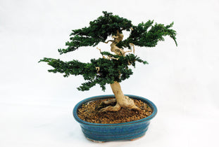 Waterless Trees and Plants