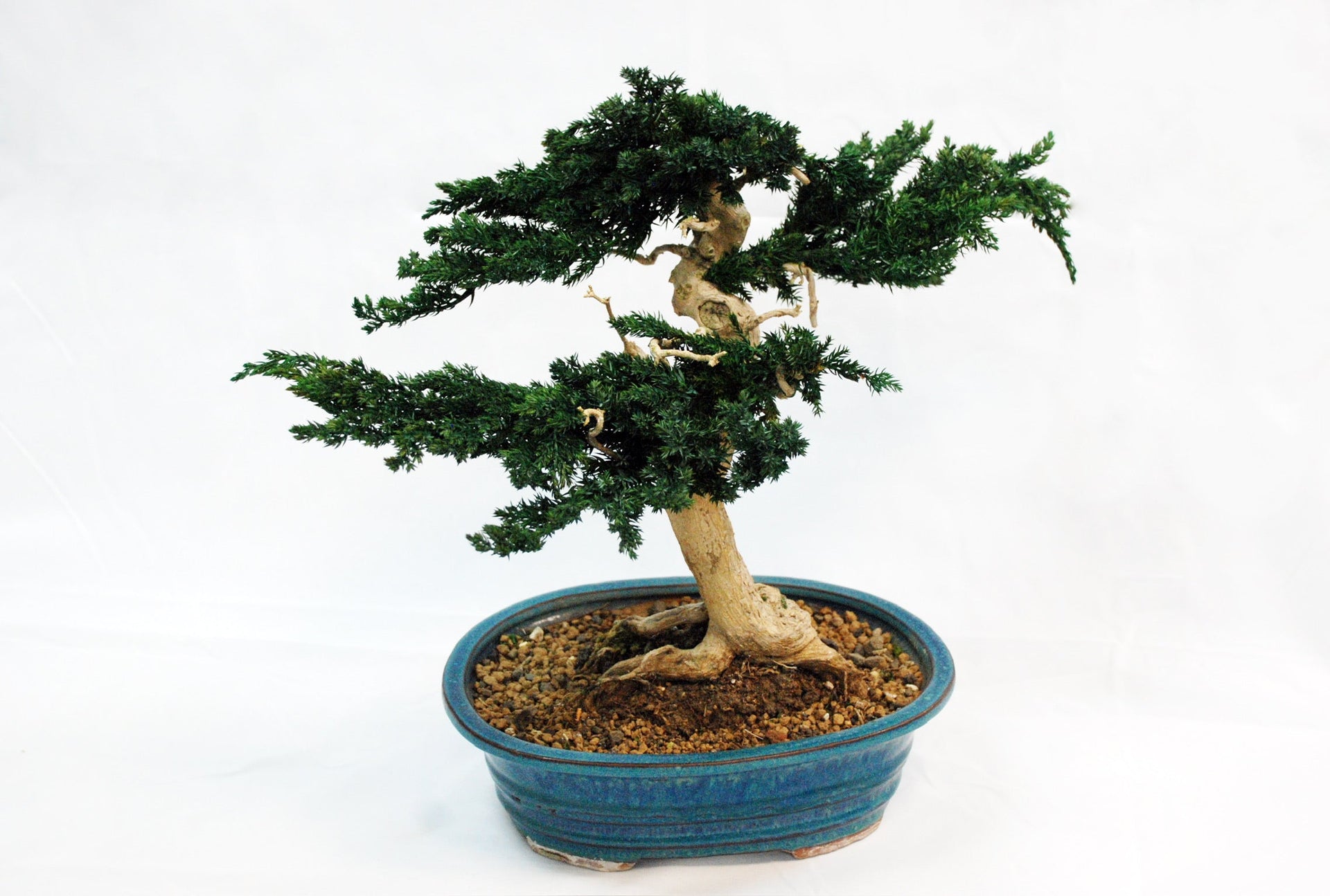 Waterless Trees and Plants